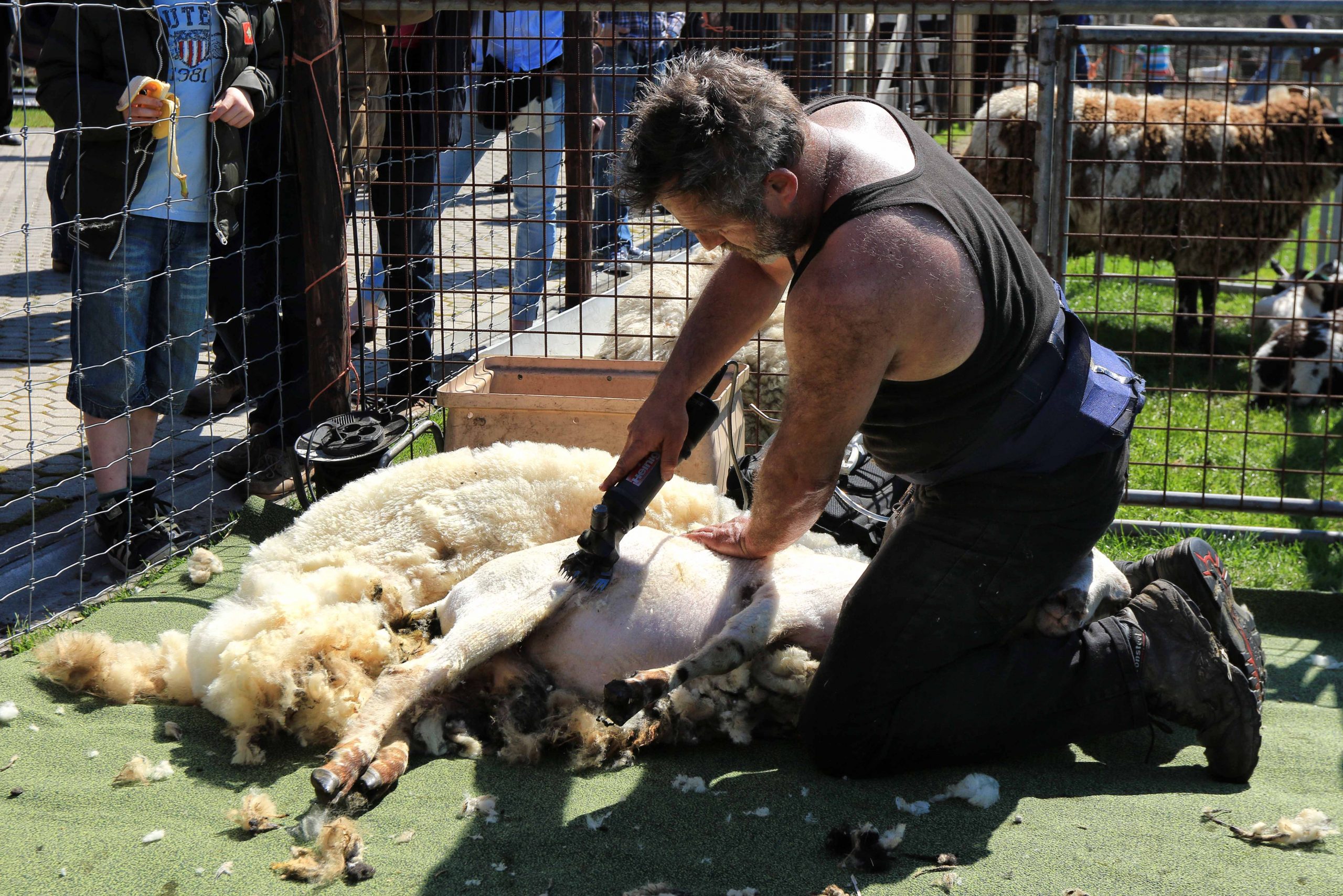 Schapen Scheren Bij Het Rundveemuseum